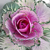 Cabbage