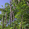 Drumstick tree seed