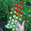 Cherry Tomato