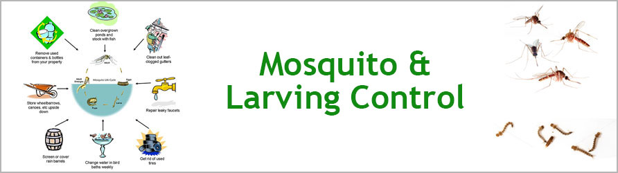 Mosquito and Larving