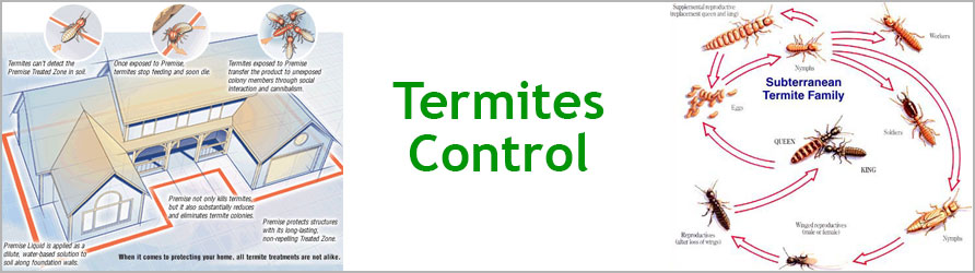 Termites