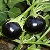 Brinjal Round